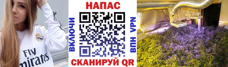 Конопля гибрид Малмыж